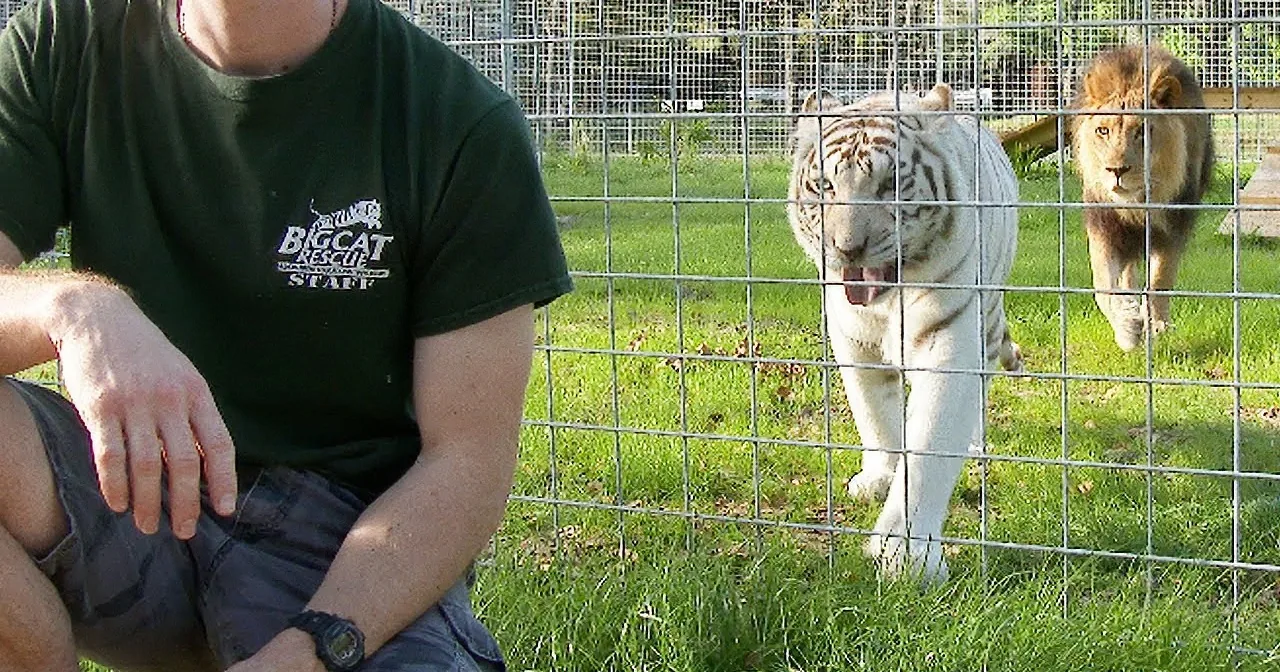 Ever Thought of Turning Your Back to a Lion? This Video Shows Why You Are Crazy!
