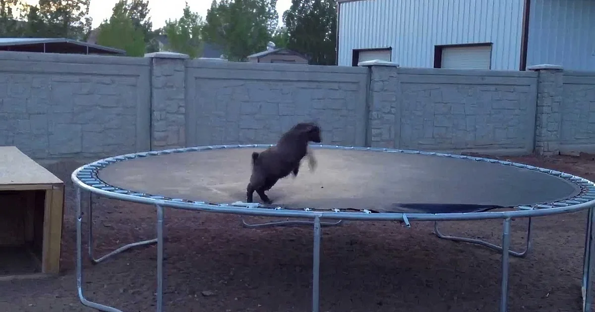 Little Goat Discovers This New Toy! You Won''t Believe the Fun She Has!