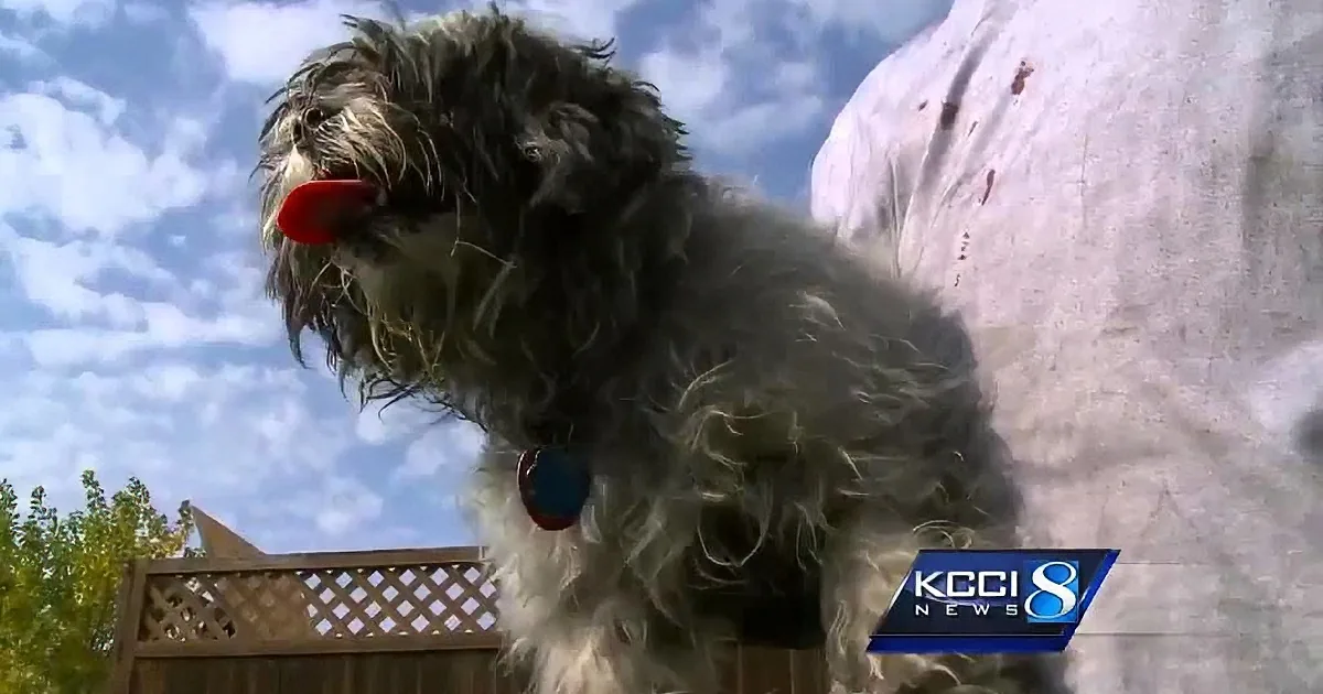 This Man Saves His Neighbor''s Three Dogs From Fire! Wow!
