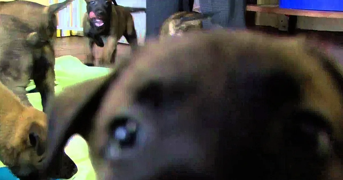 Are You Curious About K-9 Officers as Pups?
