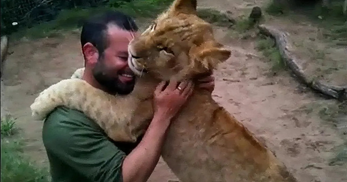 This Adorable Baby Lion Really Loves His Zookeeper! Awww!