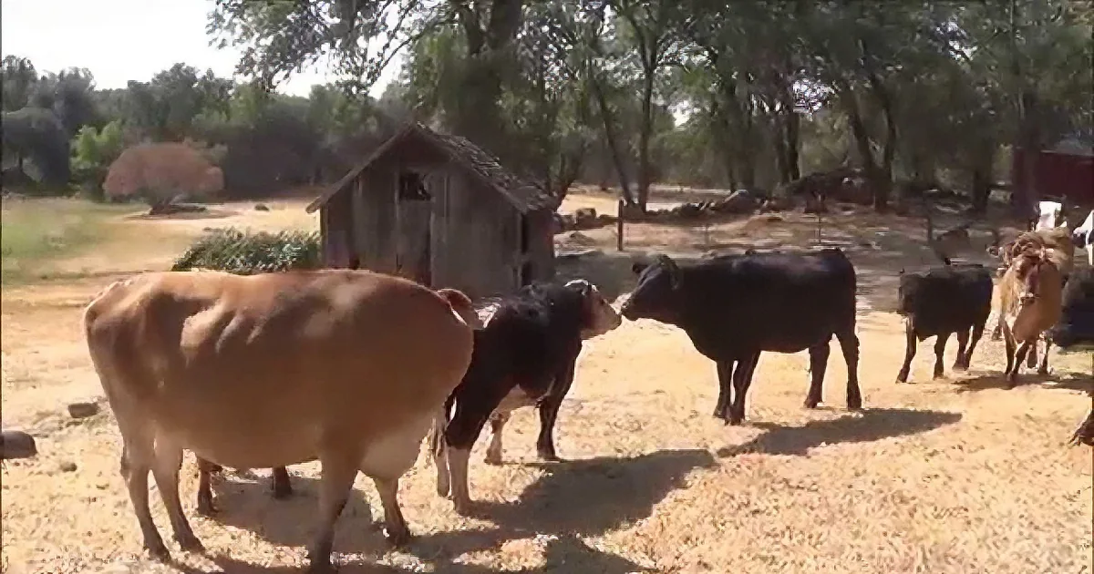 Rescued Cows, Panda and Jazzy, Can''t Believe They Have so Many New Friends to Play With