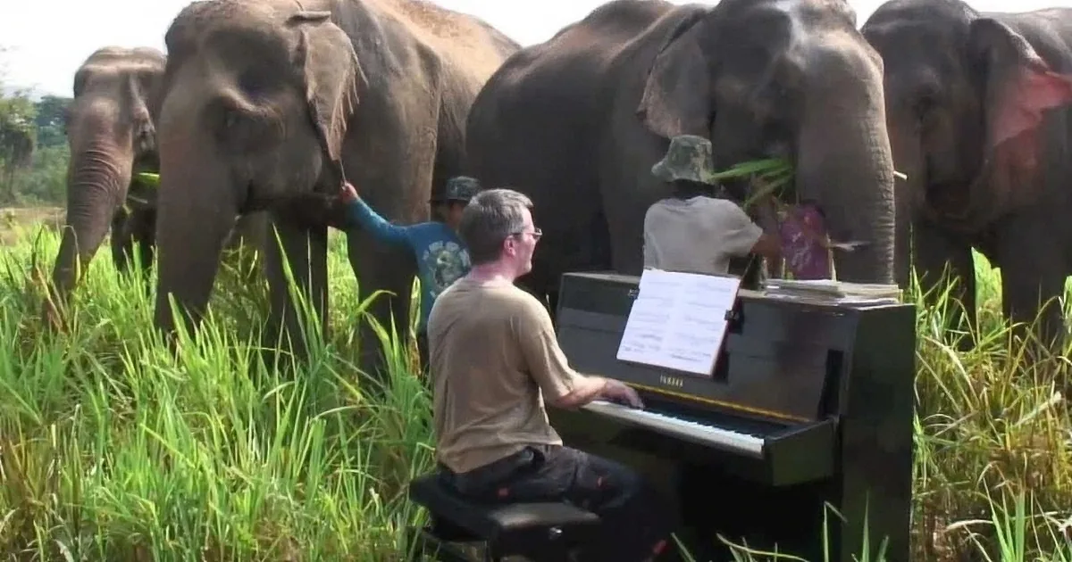 A man plays a piano surrounded by elephants in a lush green field.