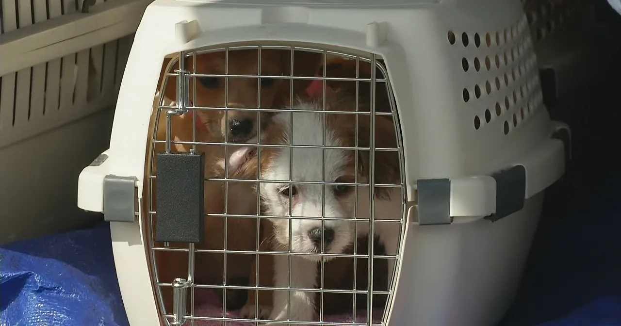Two puppies with brown and white fur are inside a white pet carrier with a metal door.