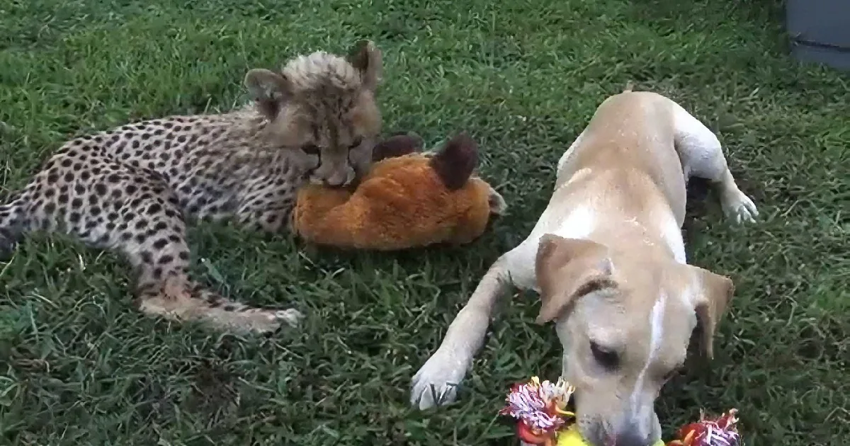 Troubled Cheetah and Rescue Puppy Save Each Other by Becoming Best Friends!