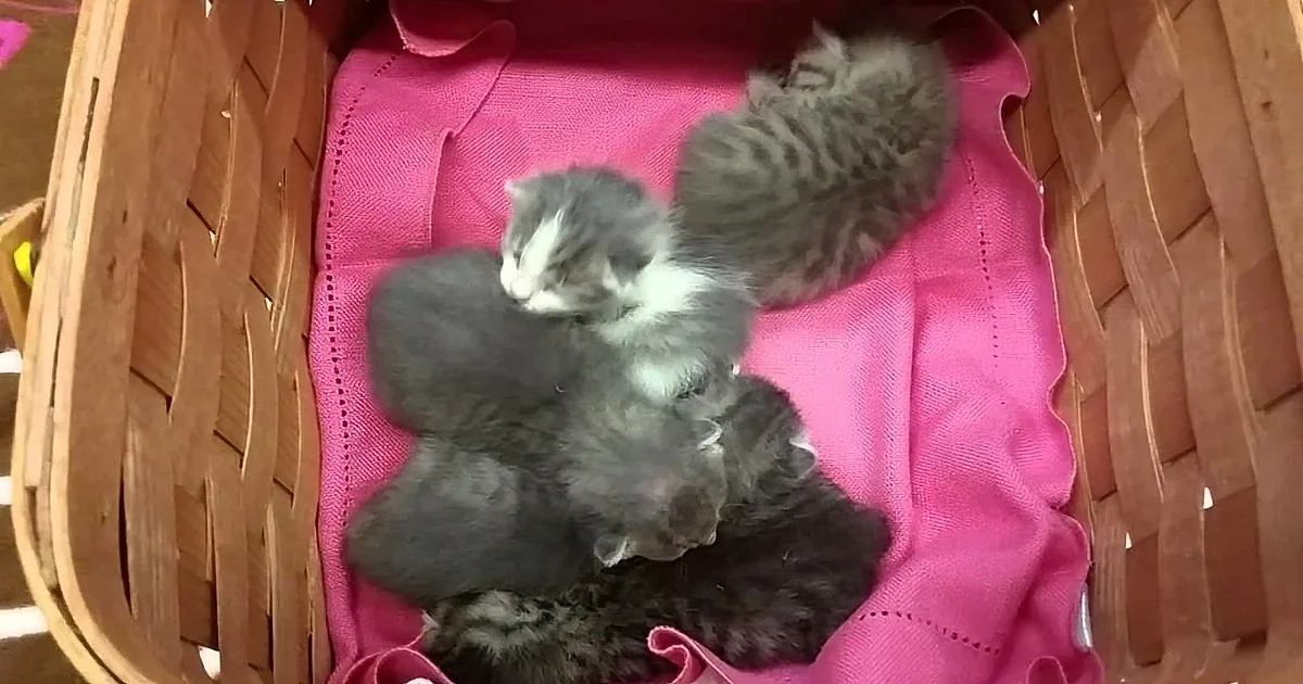 These Kittens Were Abandoned Right After Their Birth. Watch Who Takes Care of Them! Precious!
