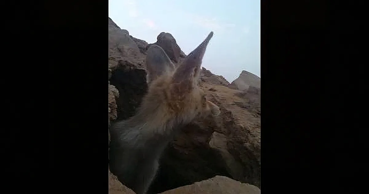 Family Tries to Take a Video of a Fox and It All Ends With a Fox Stealing Their Phone