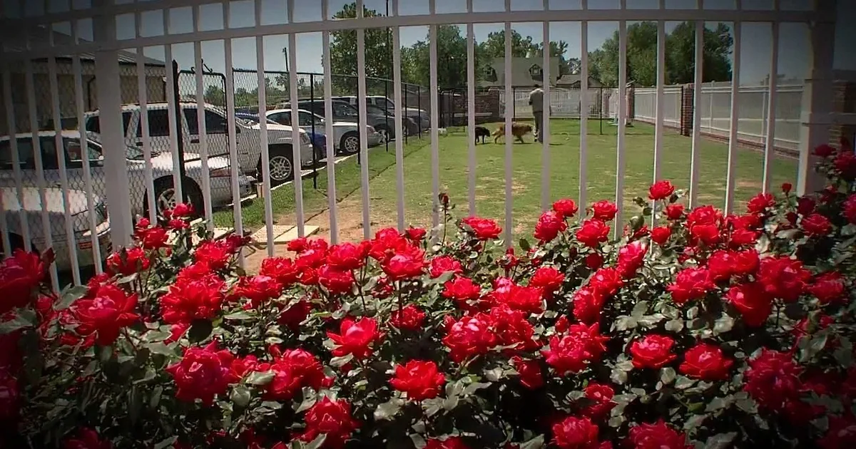 Bright red roses in a garden, with a white fence and parked cars in the background.