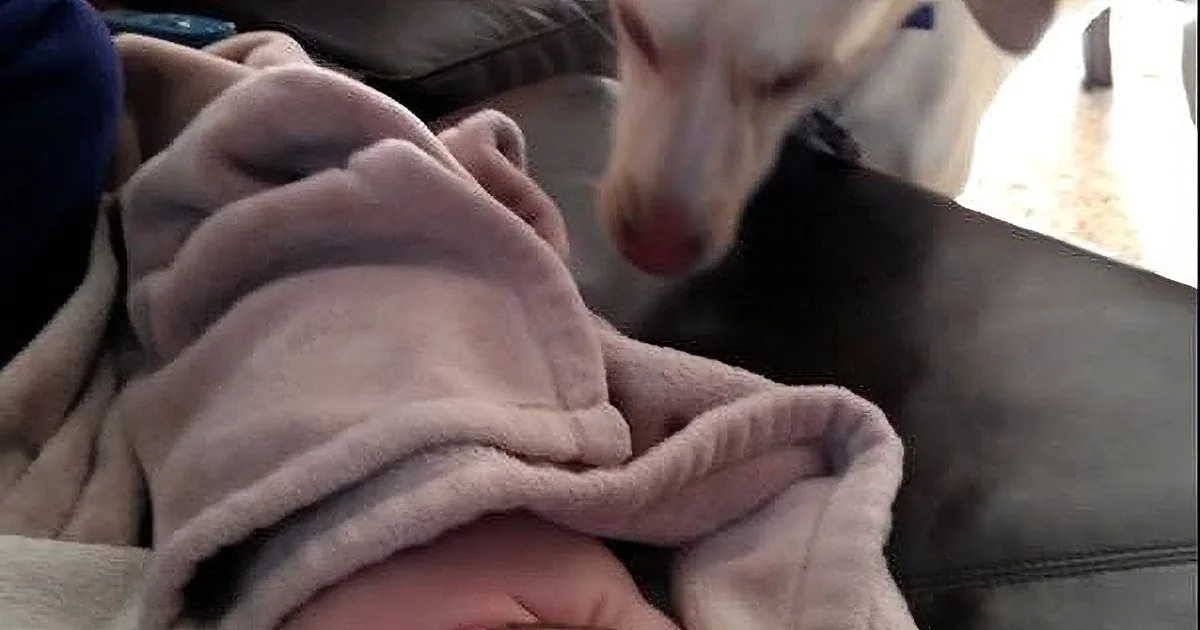 This Caring Dog Wraps the Newborn in the Blanket