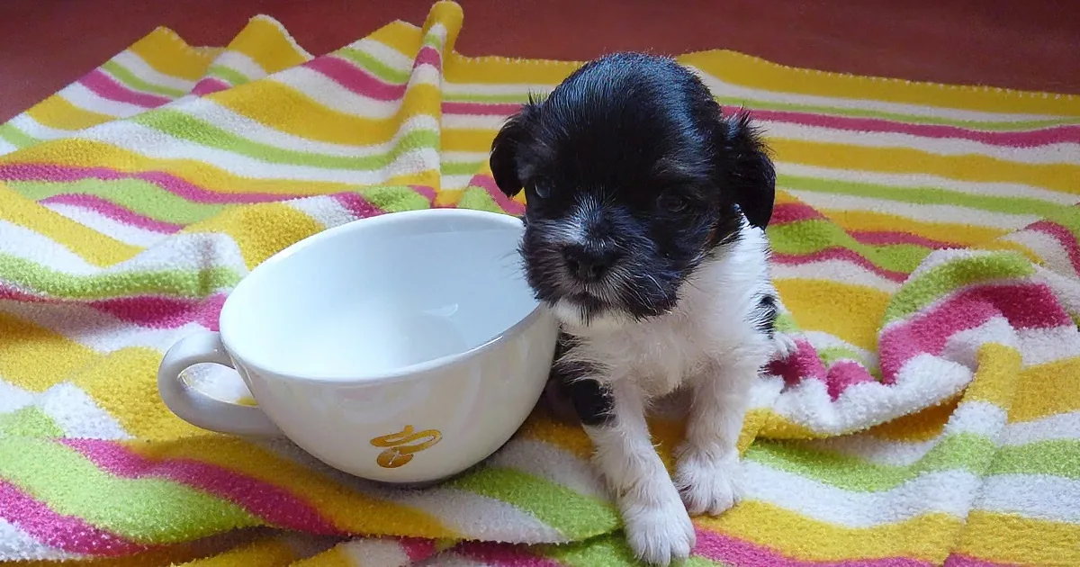 This Amazing Time-Lapse Shows This Tiny Puppy''s Incredible Recovery!