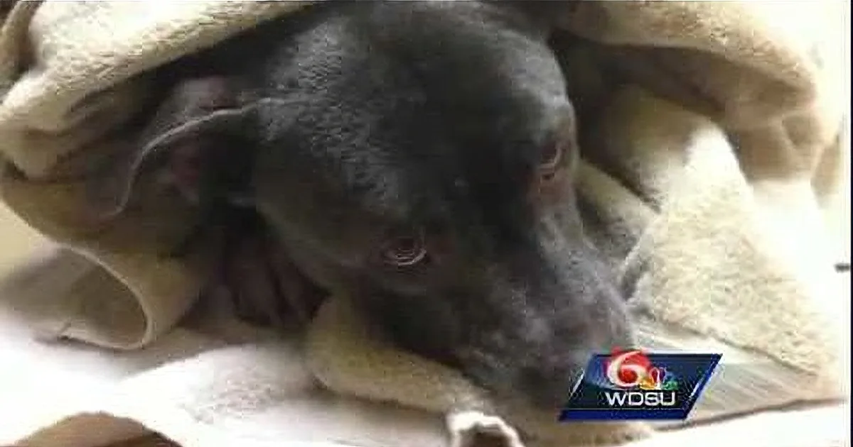 After Surviving the Worst Conditions, This Pit Bull Pup Got Saved by This Kind Young Man!