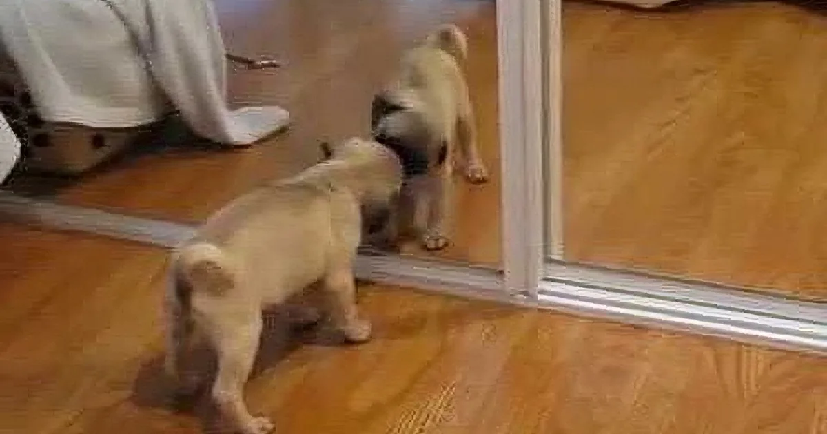 A Little Pug Puppy Discovers Himself in the Mirror, and It''s Too Adorable to Be True!