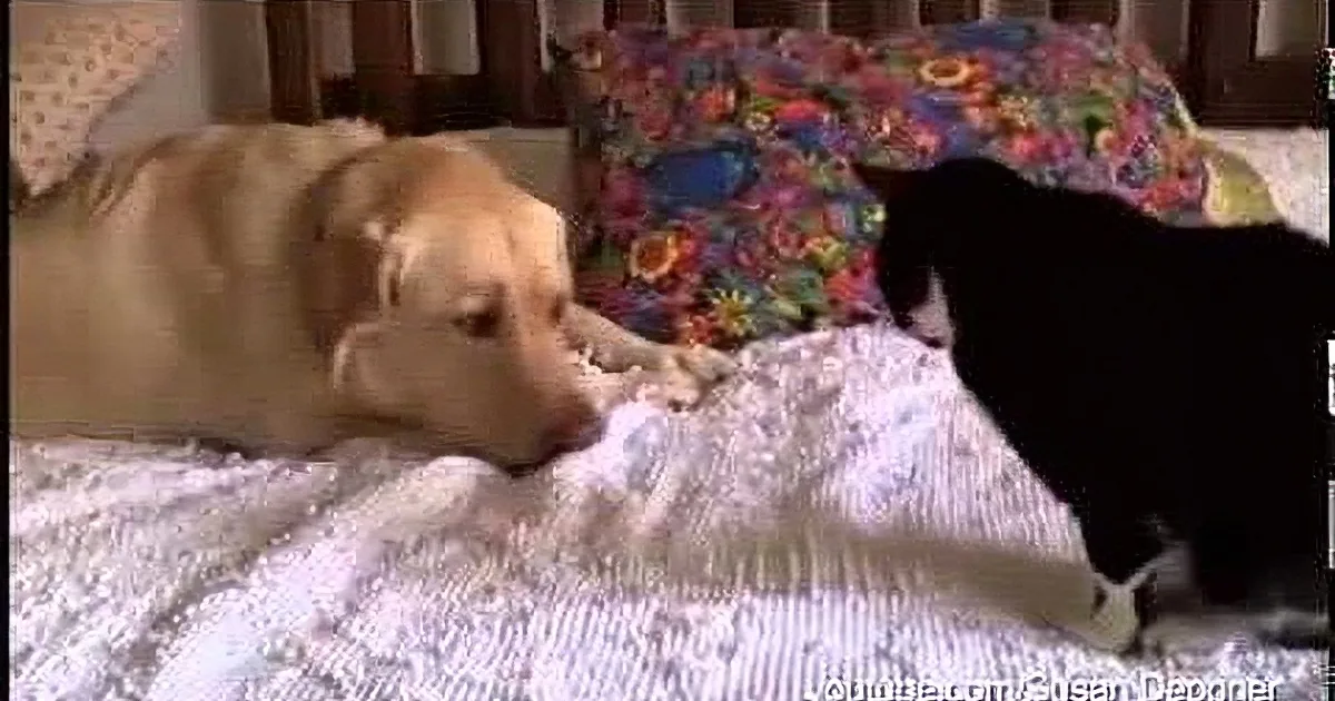 A golden retriever and a black cat are lying on a bed, facing each other, seemingly interacting.