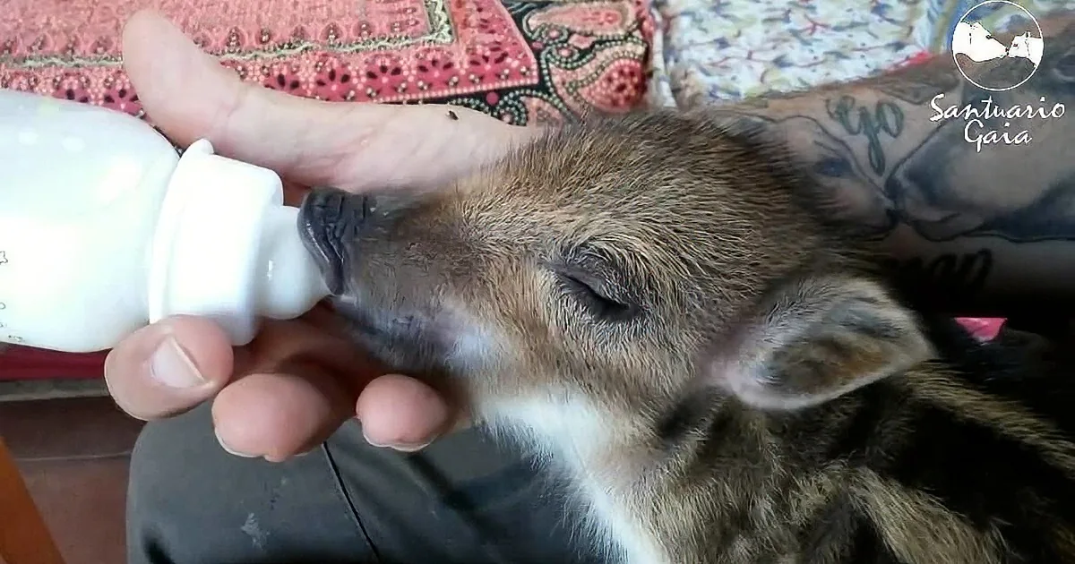 Meet Mariona! This Adorable Boar Piglet Was Rescued After Her Mom''s Death!