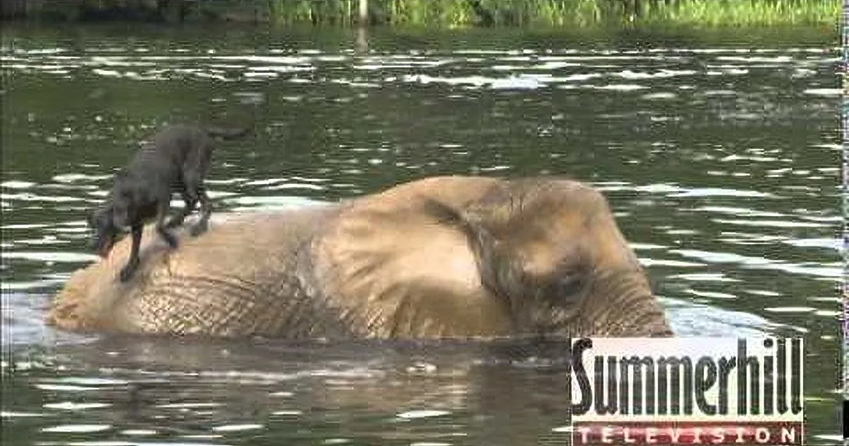 An elephant is partially submerged in water, with a dog perched on its back.