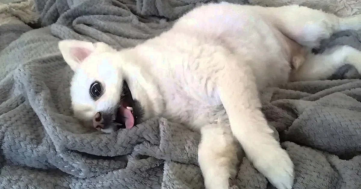 A white cat lies on a gray blanket, mouth open, tongue out, appearing to meow or yawn.