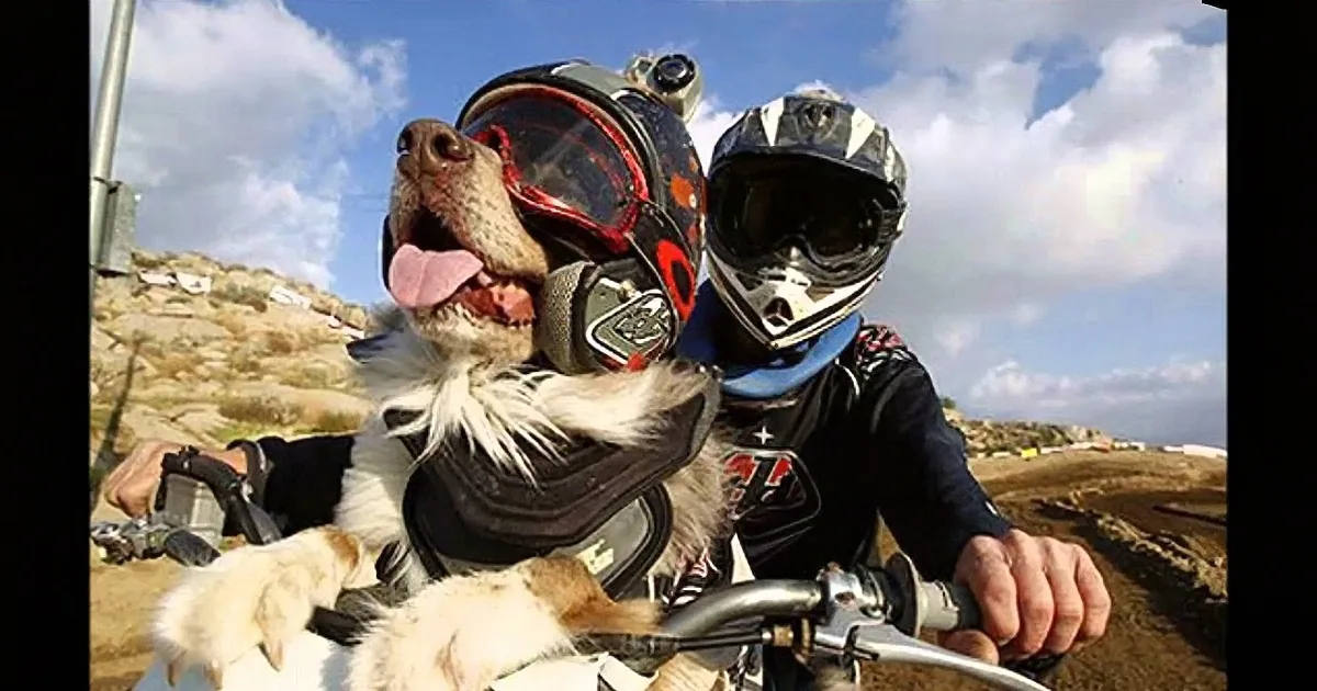 Biker Saves Dog From Being Beaten up and Adopts Him. Hear Their Awesome Song!