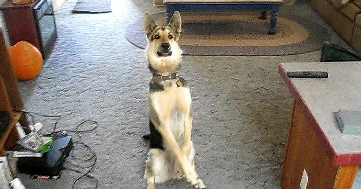 A Cute German Shepard Shows His New Trick, and He''s Amazing at It!