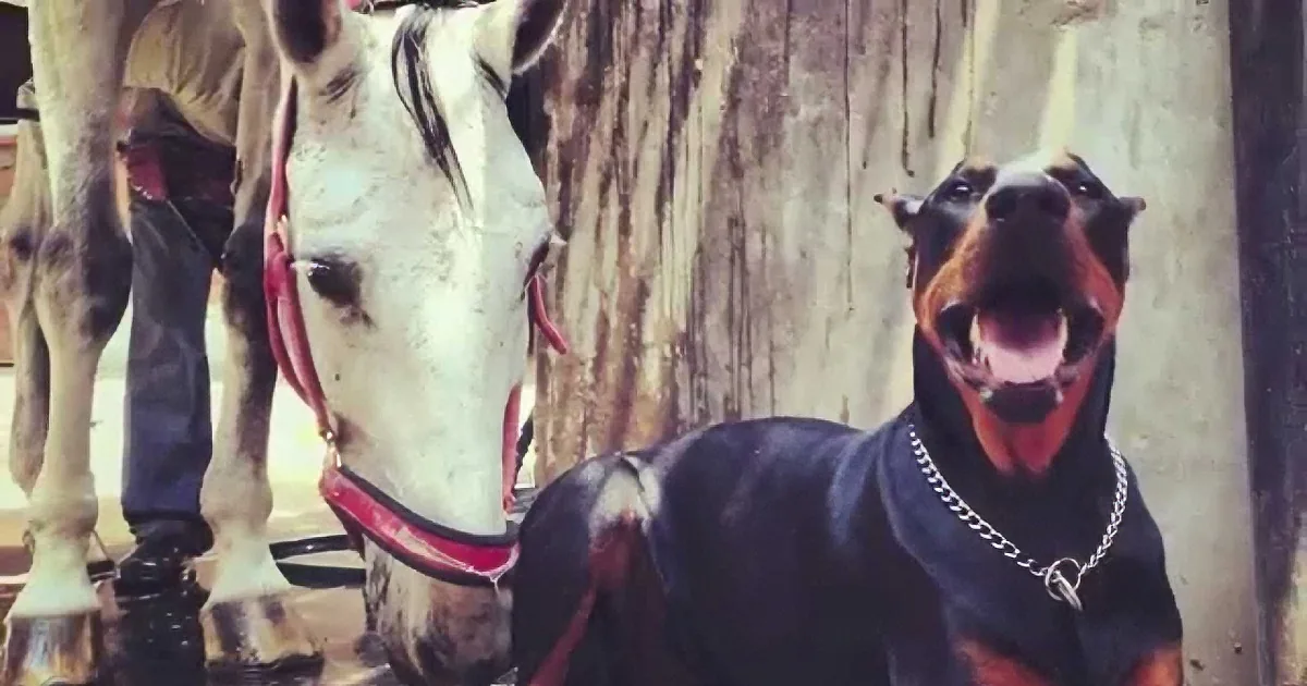 This Doberman ''Horse Whisperer'' Has Some Incredible Times With His Horse Friends!