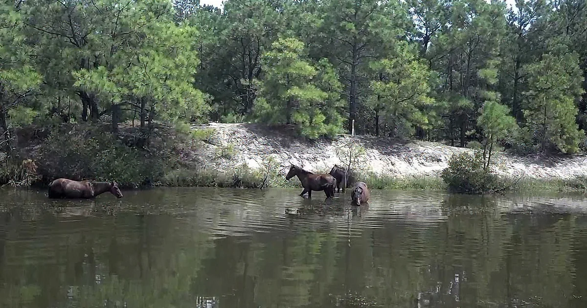 Beautiful Sighting of Two Corolla Wild Horses Walking by a Canal in the Woods. They''re Stunning!