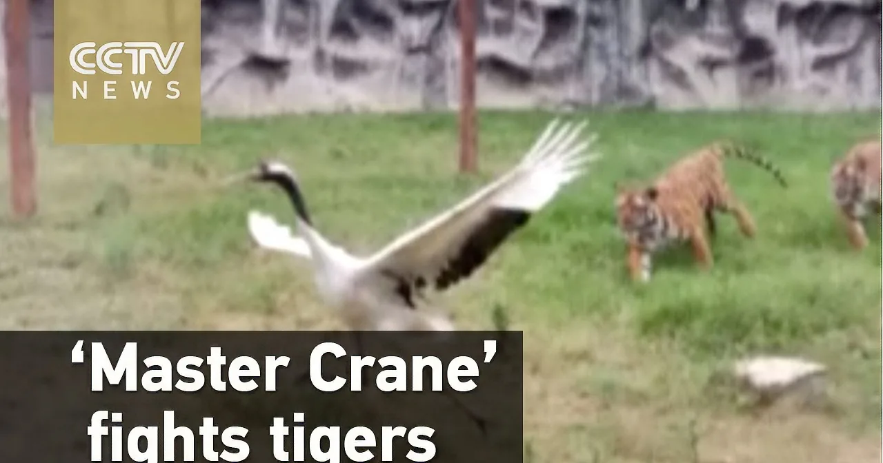 This Crane Is Not Afraid to Fight Two Tigers! Wow!