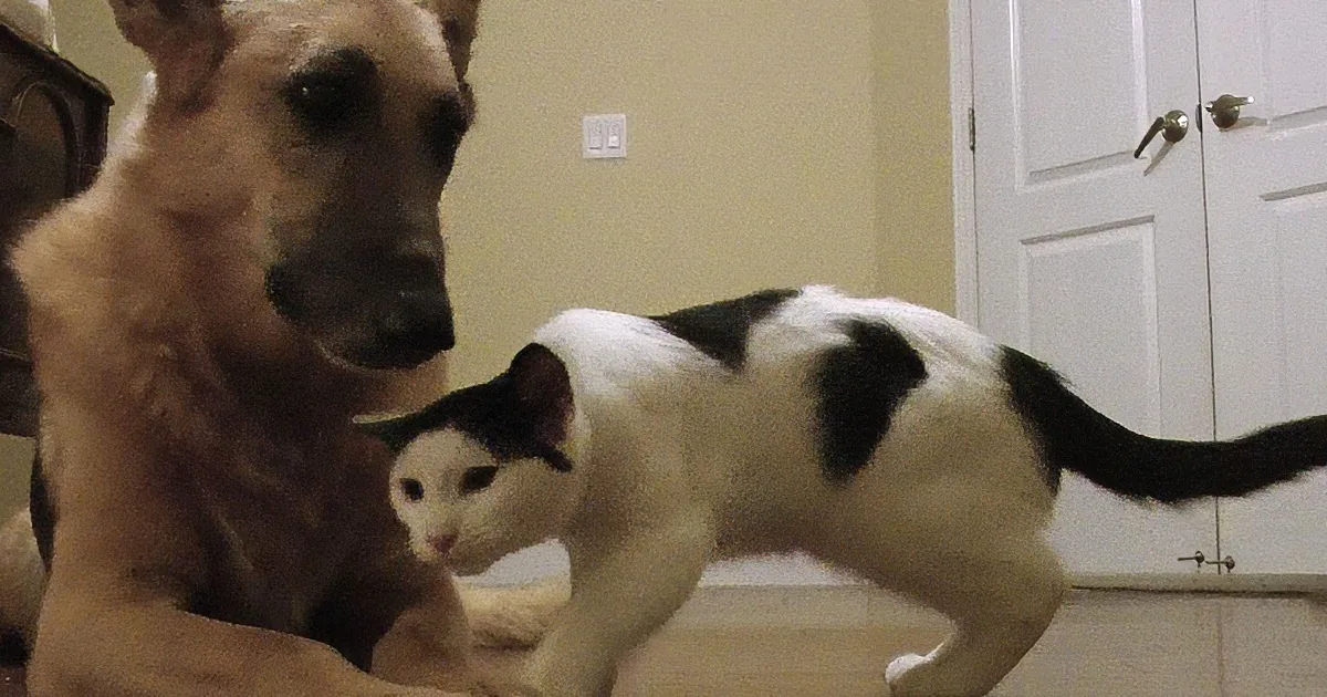 This Cat Is Having a Deathmatch Against His Dog-Buddy''s Tail!