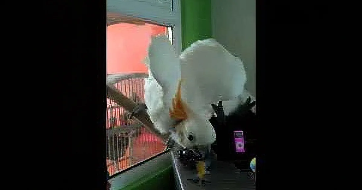 A white cockatoo perches on a branch, its orange beak and tail feathers visible, with a colorful background.