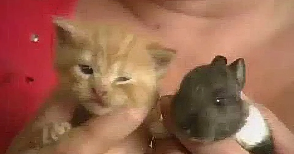 A tiny orange kitten is being held gently, with a red cloth and a hand visible in the background.
