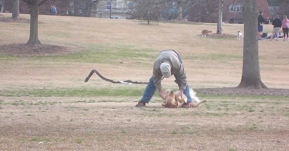 A man bends over in a park, interacting with a dog lying on the ground.