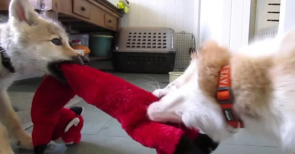 Two fluffy dogs play tug-of-war with a red plush toy in a cozy indoor setting.