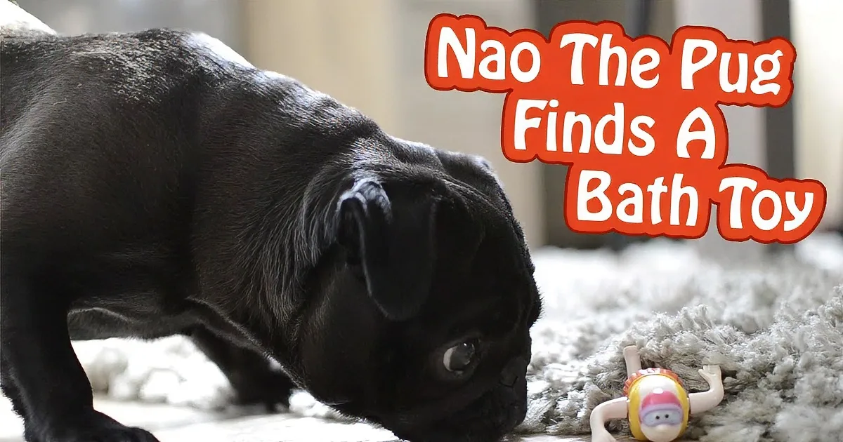 A black pug named Nao is sniffing a small toy on a carpeted floor.
