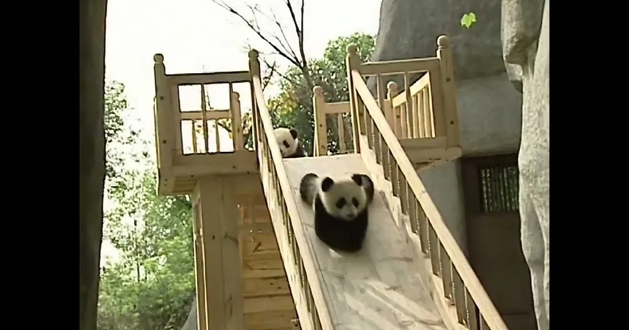Watch This Four Adorable Pandas Have a Blast During Playtime!