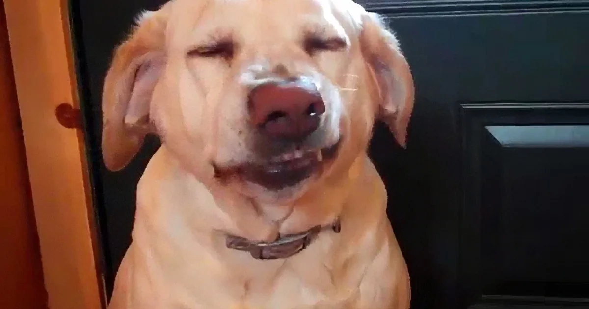 A golden retriever with its eyes closed and mouth open, appearing to be smiling or panting.