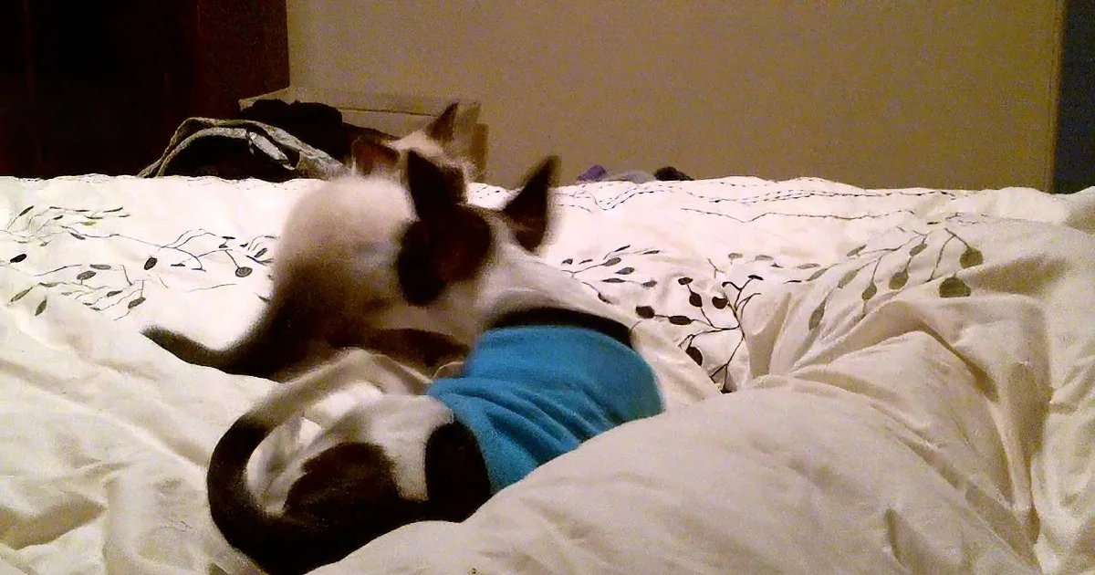 She Thought the Cat and the Dog Did Not Get Along, Until She Found Them Doing This! Aww!