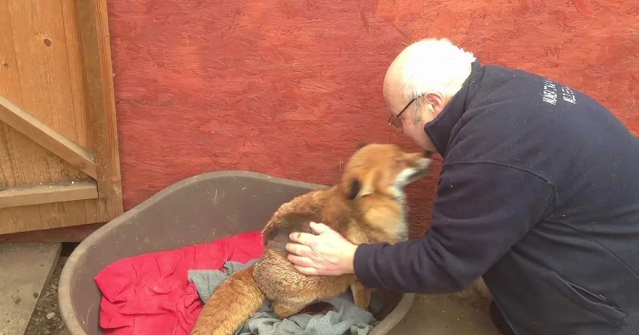 This Red Fox Gets Some Cuddles From the Man Who Rescued Him, and It''s Too Cute!