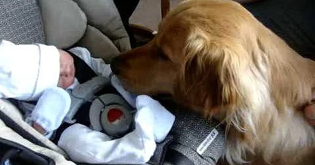 A golden retriever sniffs a baby in a car seat, with the baby's foot visible.