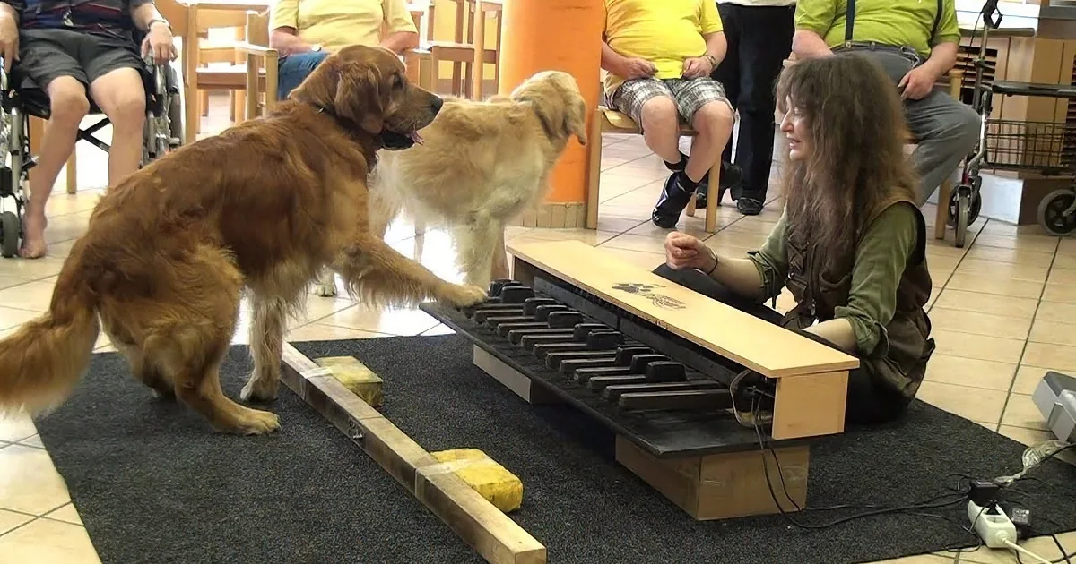 Pianist Dogs Put on an Amazing Show for the Residents of a Retirement Home. Amazing!