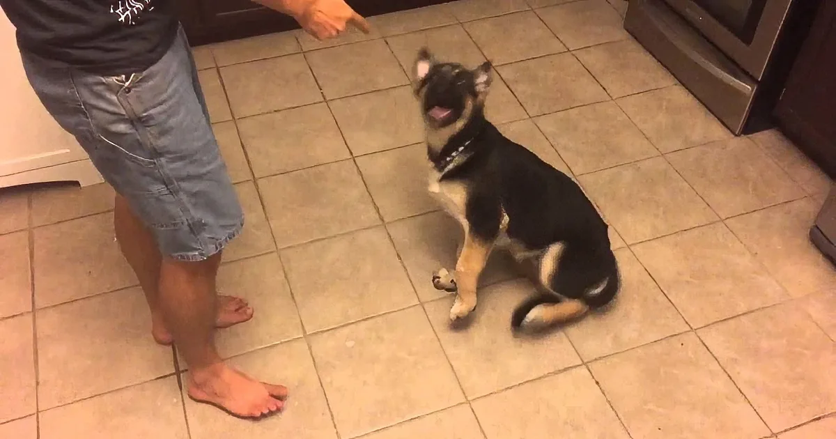 This Tiny German Shepherd Has Unbelievable Acting Skills! You Won''t Believe His New Trick!