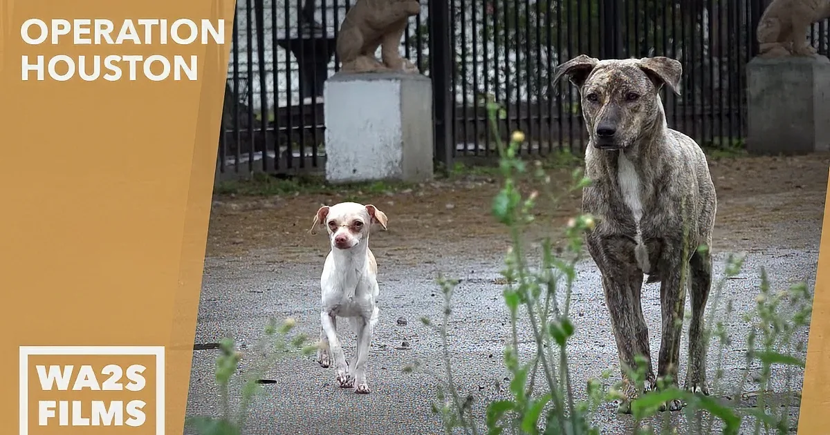 A small white dog stands in front of a larger brindle dog in a park setting.
