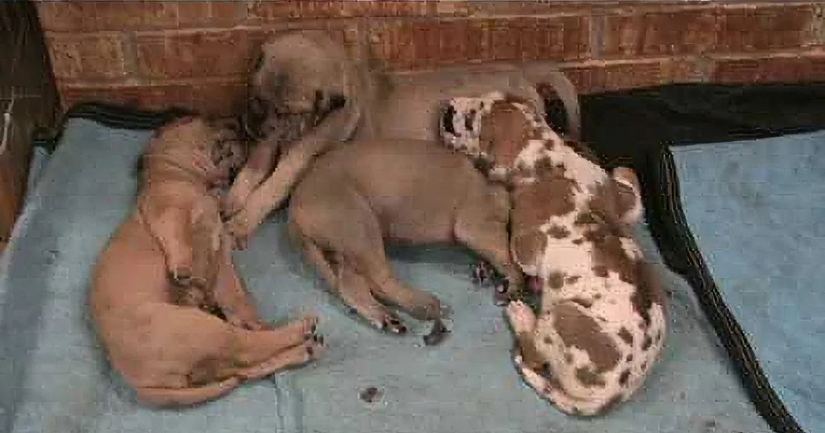 Four puppies, two brown and two with white spots, are cuddled together on a blue blanket.