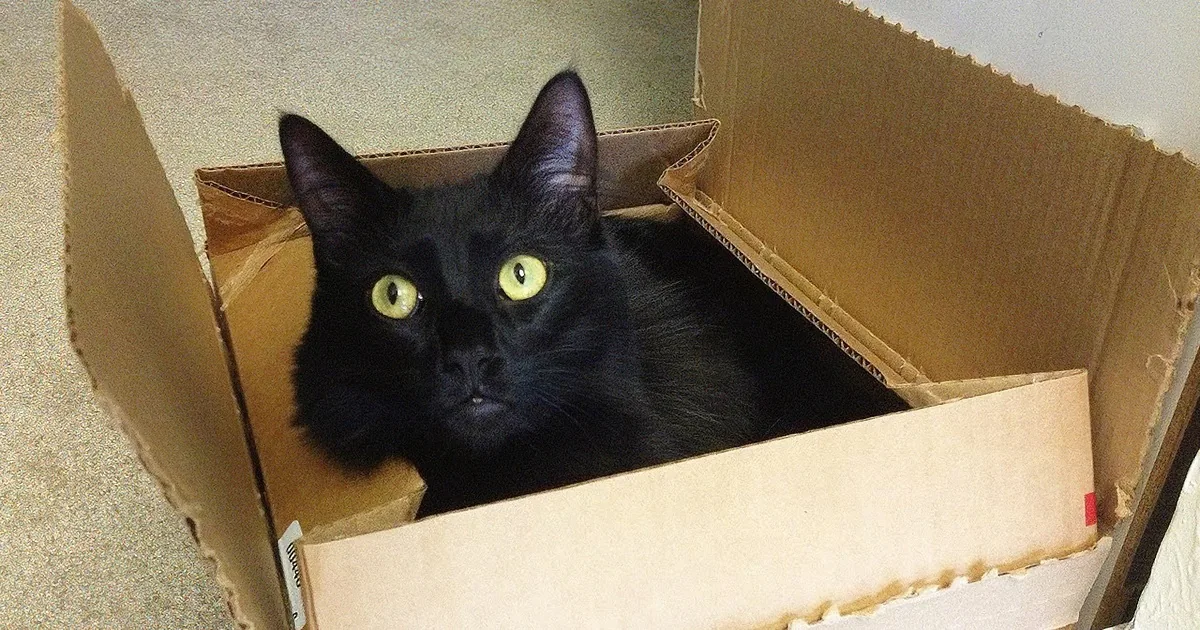 This Is the Reason Why Cats Love Boxes so Much. Finally, They Found the Answer!