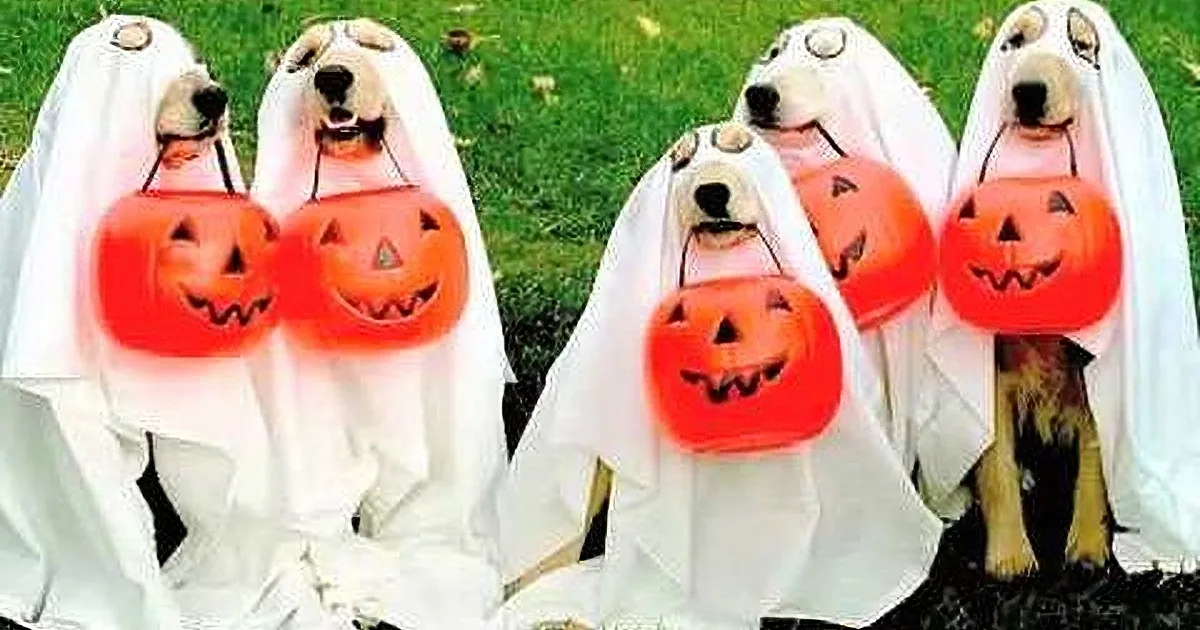 Four dogs dressed as ghosts hold jack-o'-lanterns, standing on grass with a spooky vibe.