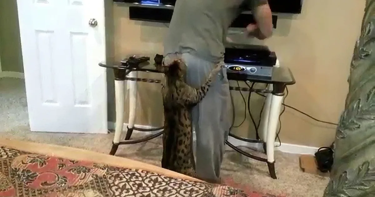 After Being Ignored for Too Long, This Savannah Cat Surprises His Owner From Behind!