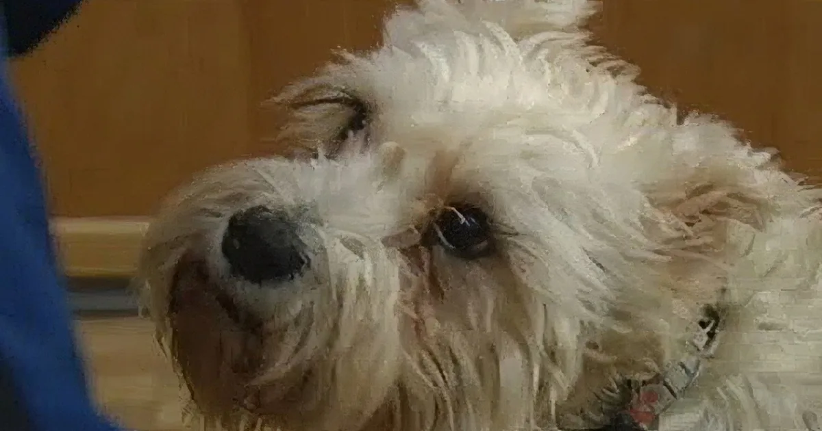 A Schnauzer Escaped From Her Home to Be With Her Best Friend at the Hospital!