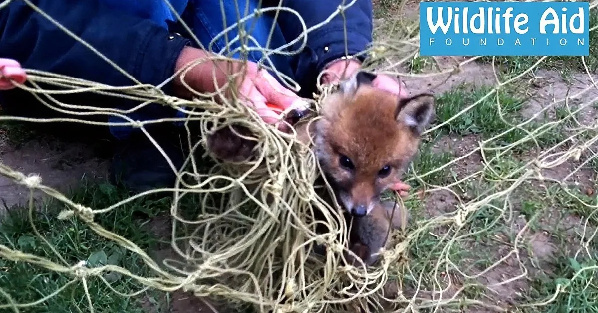A fox cub entangled in a rope is being rescued by a person.