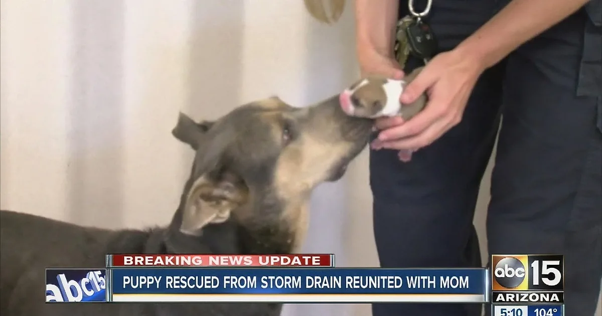 This Tiny Puppy Fell Down a Drain Pipe, but They Came to His Rescue Right Away!