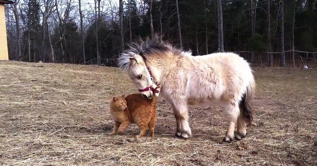 A Miniature Horse and a Cat Live in a Farm Together, and They''re Already Best Friends!