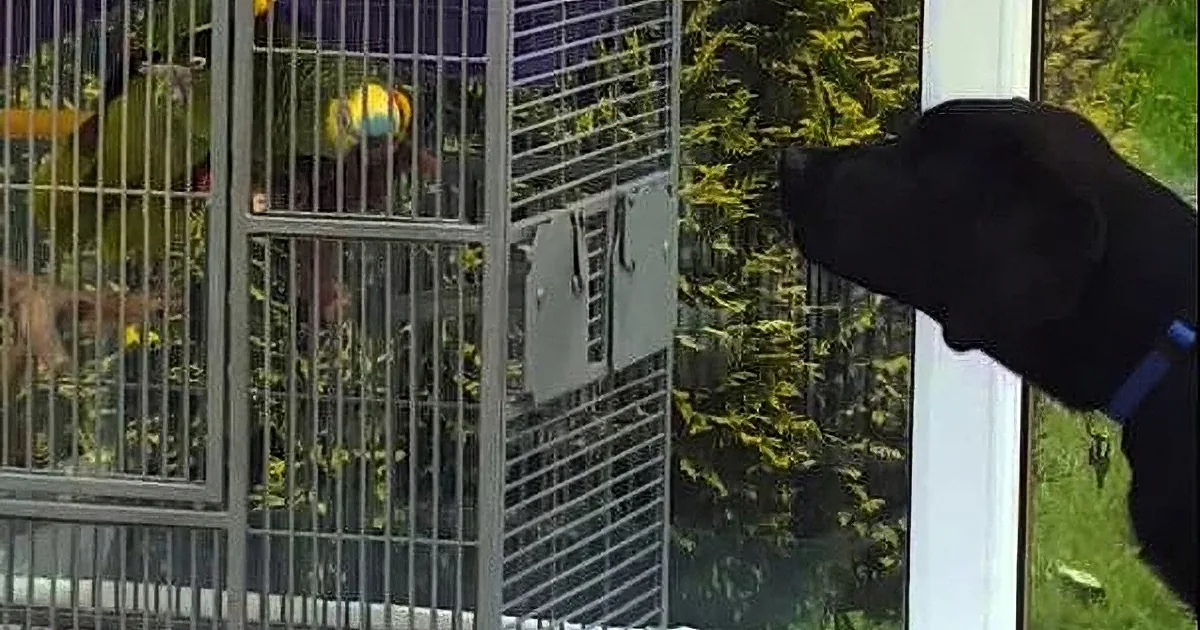 A black dog wearing a blue collar looks through a glass door at a bird in a cage.