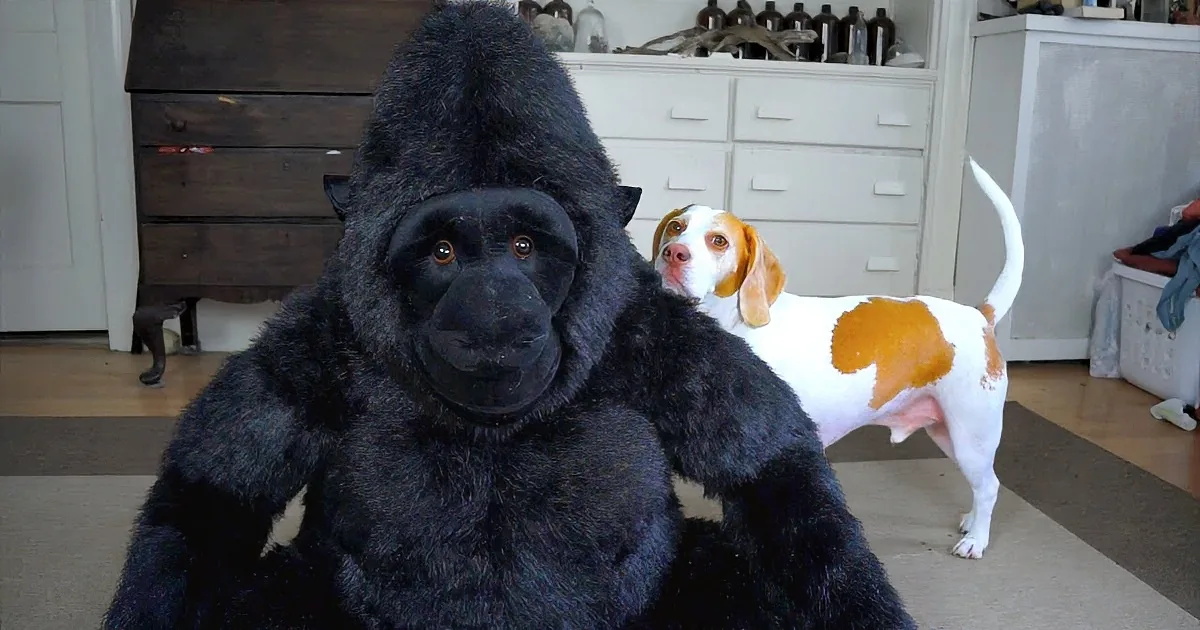 A person in a gorilla costume sits on the floor, with a dog standing behind them in a room.