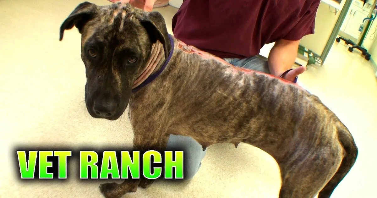 After Being Drenched in Gasoline, Sophie the Bravest Pup Gets Rescued Miraculously!